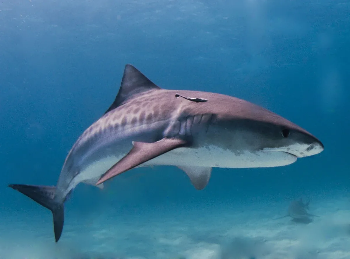 Tiger shark swimming beside a diver during Bahamas shark diving