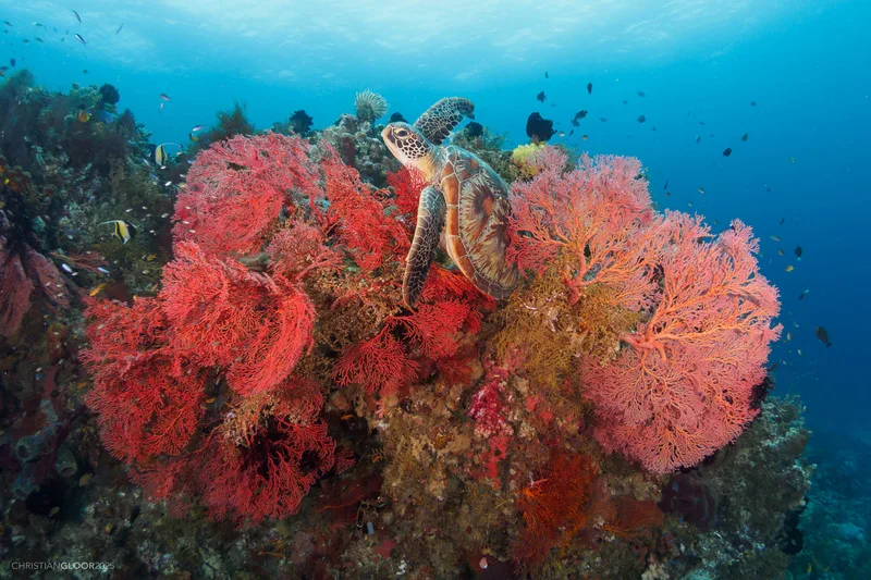 Diver over a vivid soft-coral reef