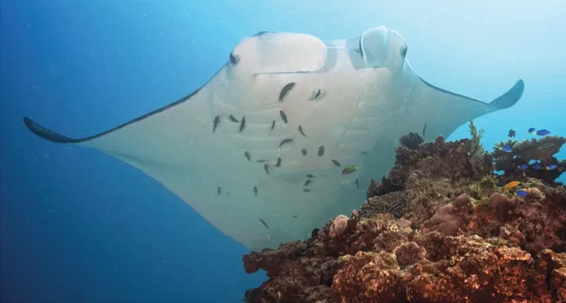 Manta ray at a reef cleaning station