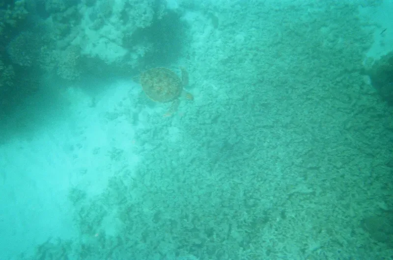 Reef shark and turtle over a shallow tropical reef