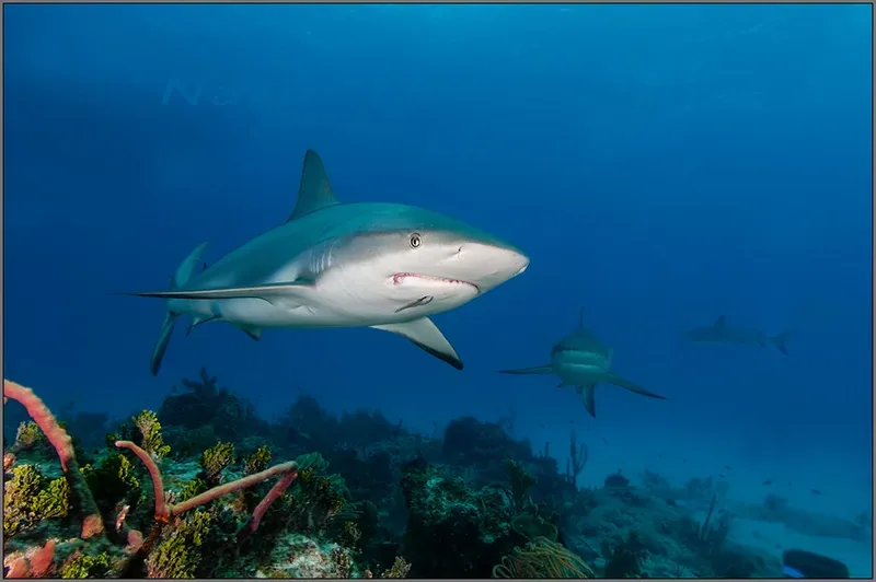 Caribbean reef shark cruising over a reef