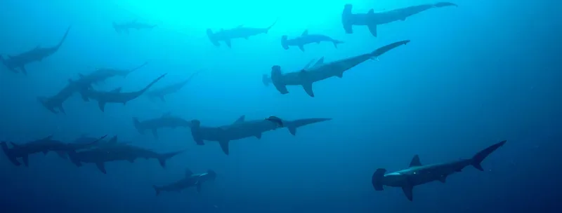 School of scalloped hammerhead sharks in blue water