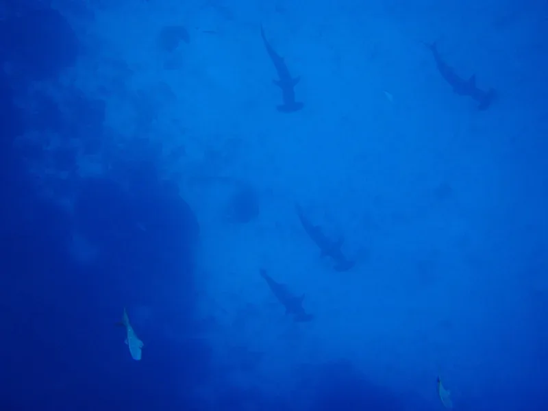 Scalloped hammerhead sharks in the deep blue