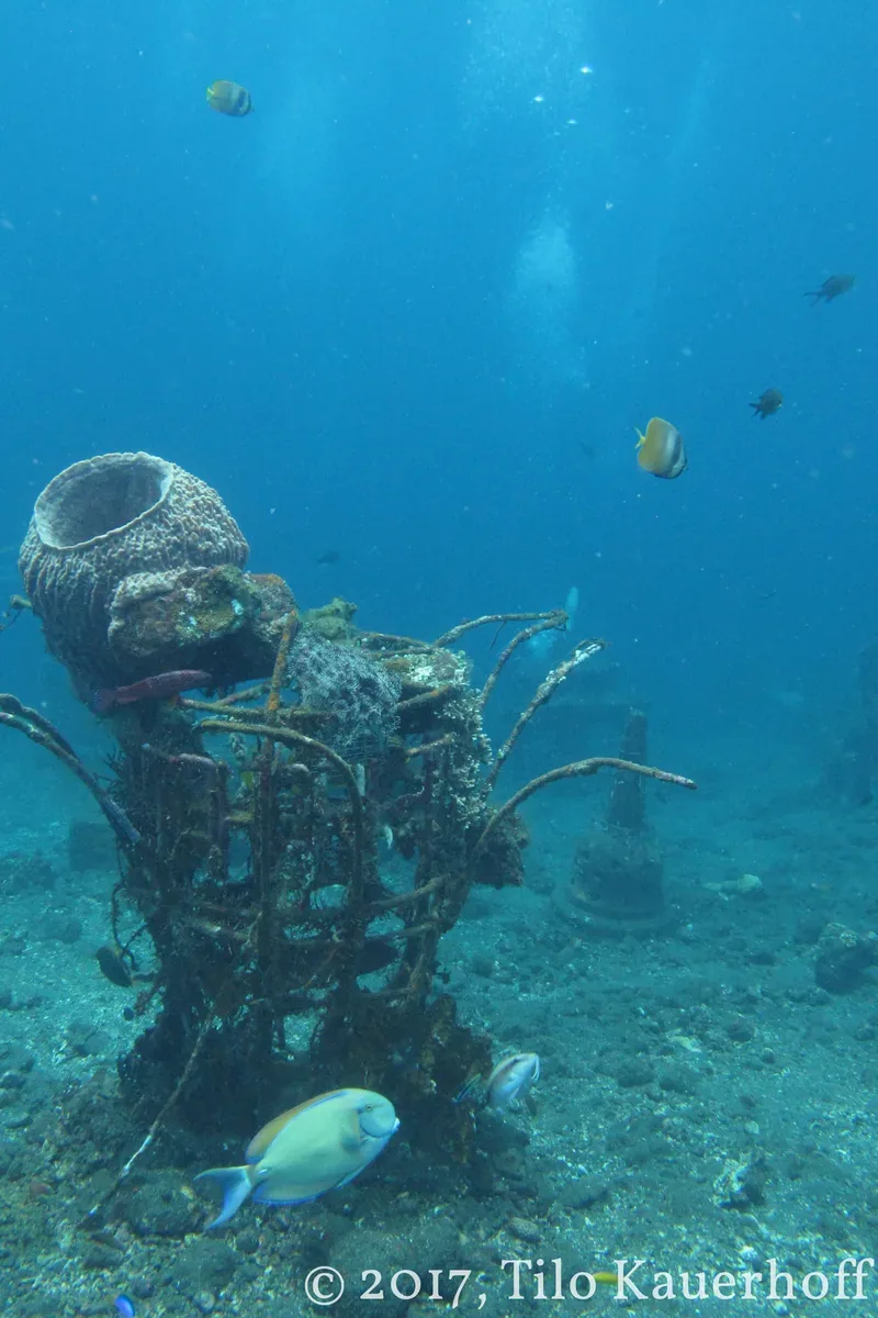 Coral-encrusted reef structure on a dive