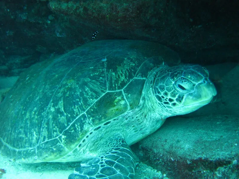 Green sea turtle resting on a coral reef