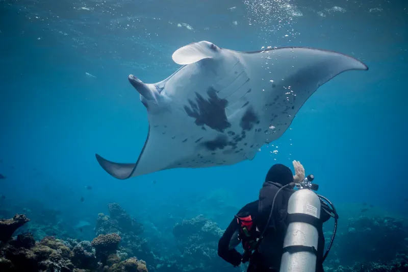 Manta ray gliding over a reef above a scuba diver