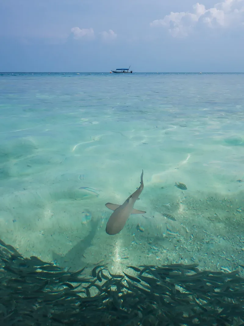 Blacktip reef shark over a shallow reef