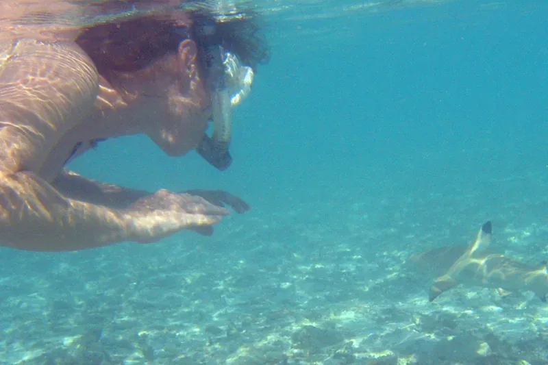 Blacktip reef shark swimming in shallow water with a snorkeler in the Maldives