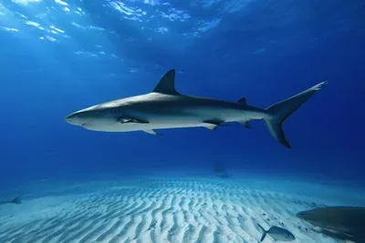 The Most Common Sharks You Can See While Scuba Diving Part 1