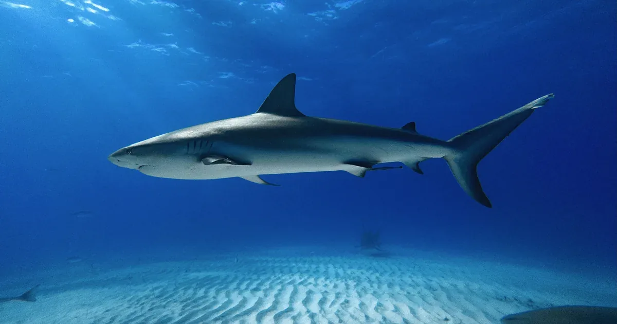 Caribbean reef shark swimming over sand at Tiger Beach during liveaboard diving in the Bahamas