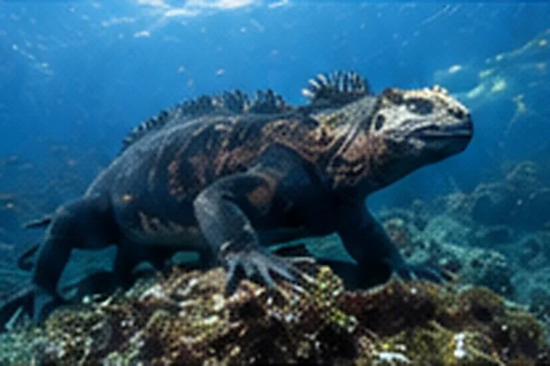 Marine iguana underwater in the Galapagos for a liveaboard marine life guide