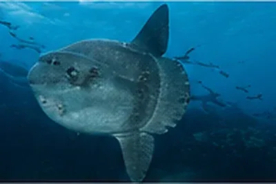 Mola mola sunfish in Galapagos blue water