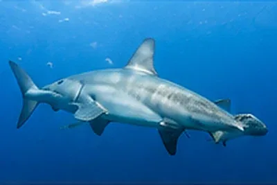 Scalloped hammerhead shark in Galapagos liveaboard diving