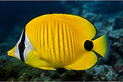 Yellow butterflyfish on a Galapagos rocky reef