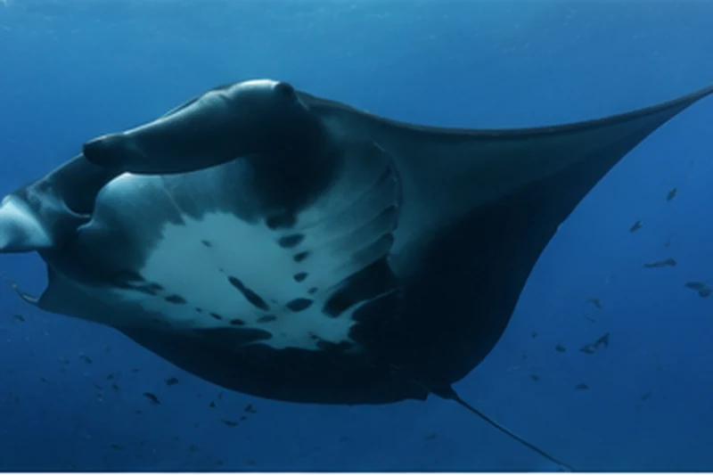 The pale underside of a giant oceanic manta ray, showing its dark spot markings