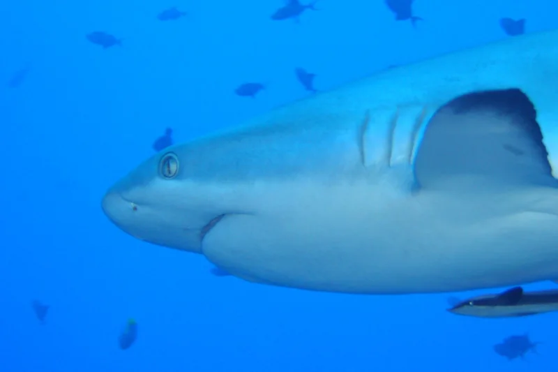 Grey reef shark swimming in blue water during advanced liveaboard diving