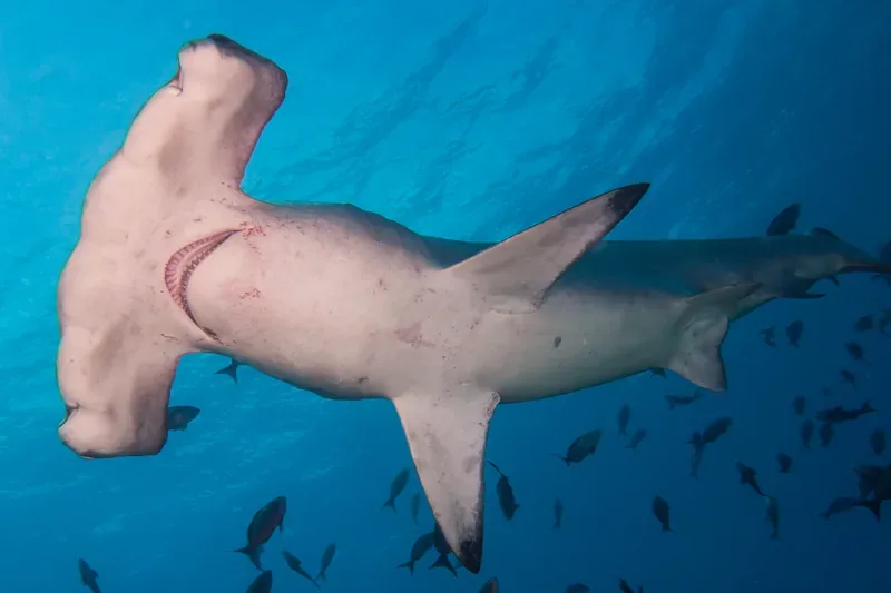 Hammerhead shark swimming in blue water during liveaboard diving