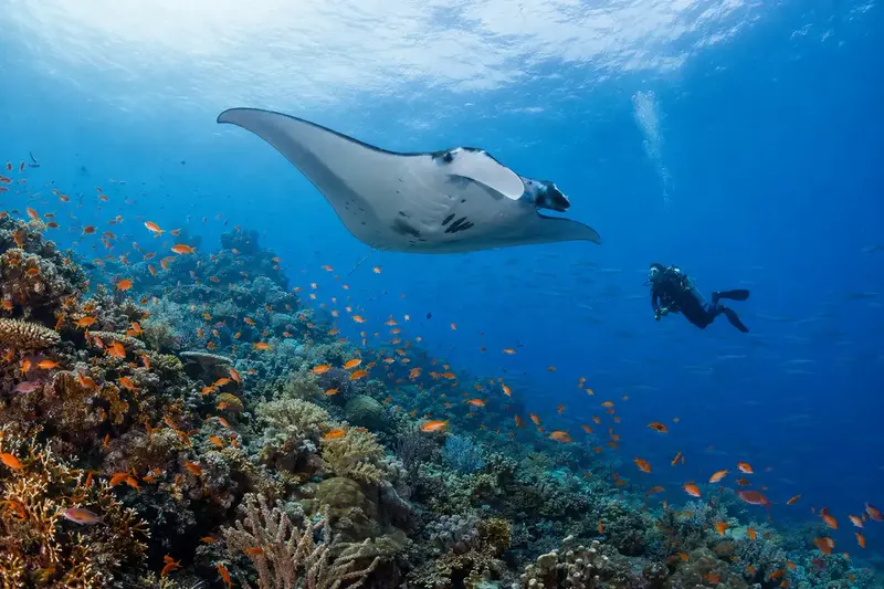 Reef manta and scuba diver above a coral reef in Komodo National Park