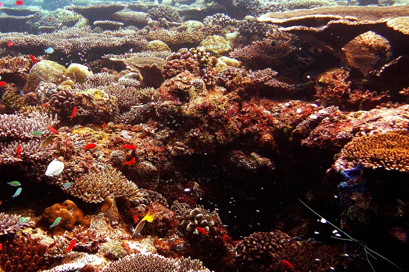 Maldives coral reef and reef fish during liveaboard diving season