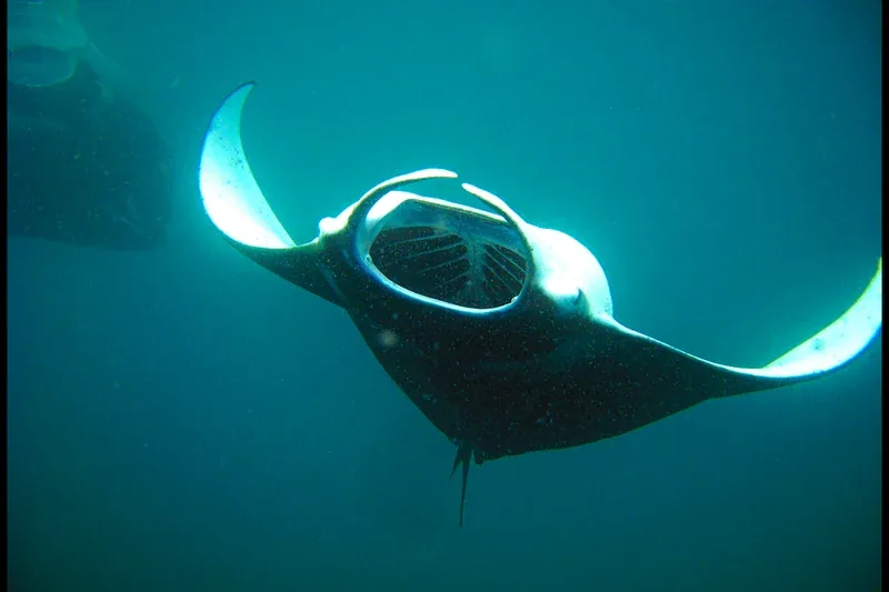 Manta ray in the Maldives for liveaboard diving season guide