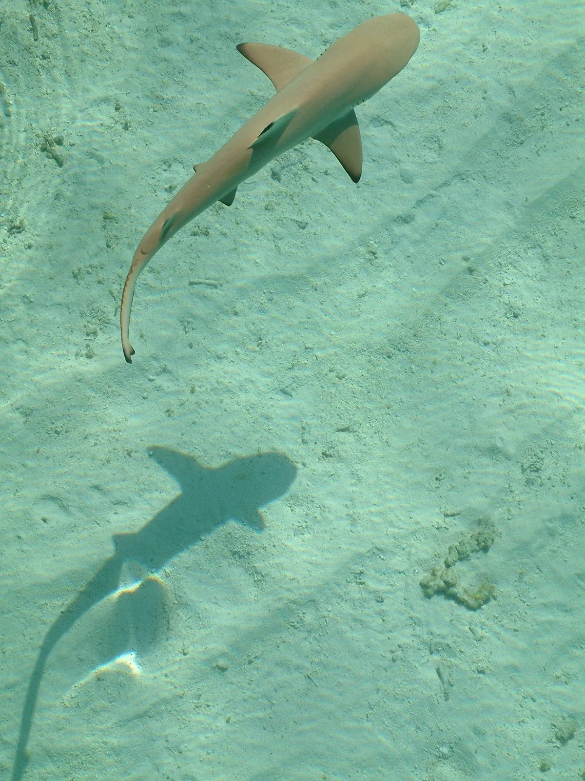 Maldives liveaboard diving scene with clear blue water and reef life