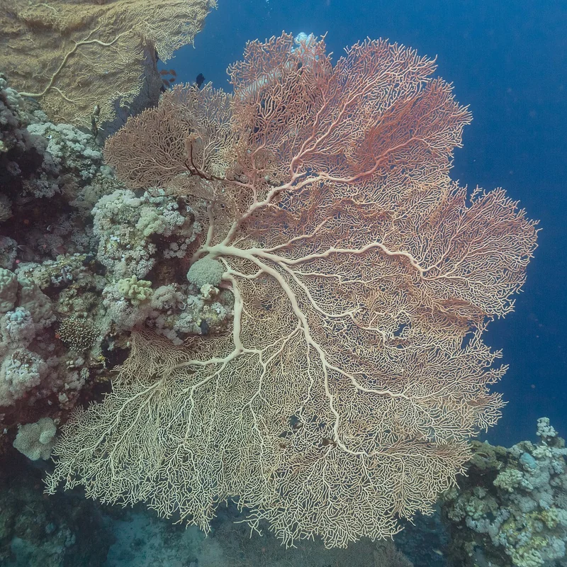 A large red sea fan on a reef wall in Ras Muhammad National Park, a Red Sea marine protected area