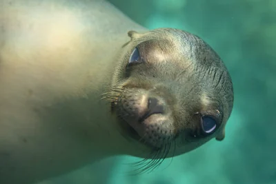 A sea lion in the Sea of Cortez, Mexico