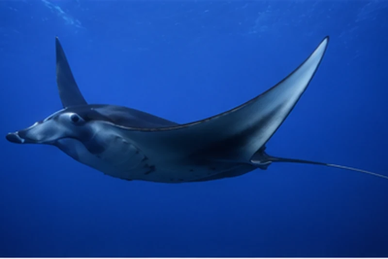 A mobula devil ray in the open ocean