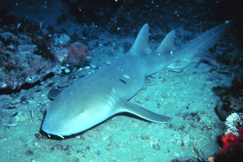 Nurse shark resting on the seabed during scuba diving