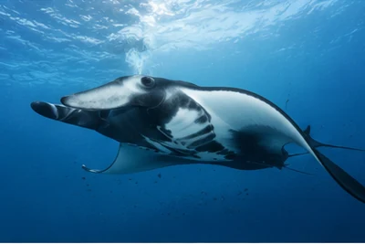 A giant oceanic manta ray in blue water