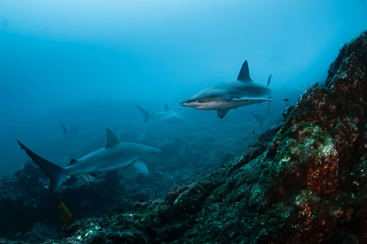 Large shark swimming with divers on an advanced oceanic liveaboard route