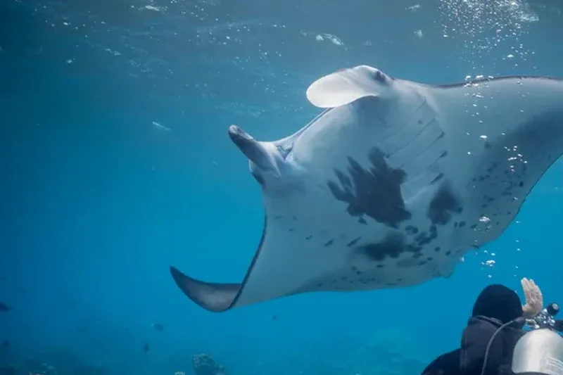 Manta ray in blue water for Raja Ampat seasonal liveaboard diving guide