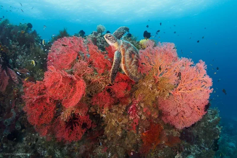 Soft coral reef scene for Raja Ampat liveaboard diving season