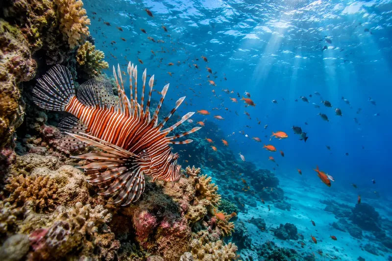 Advanced liveaboard route in the Red Sea with offshore reefs and deep walls