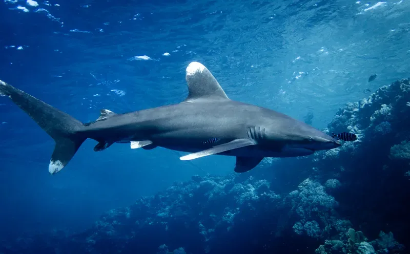 Oceanic whitetip shark swimming at Elphinstone Reef in the Egyptian Red Sea