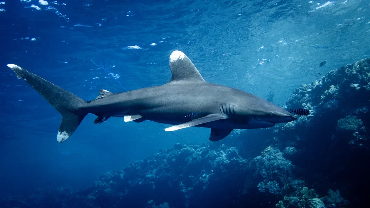 Red Sea reef wall and blue water for offshore shark liveaboard routes