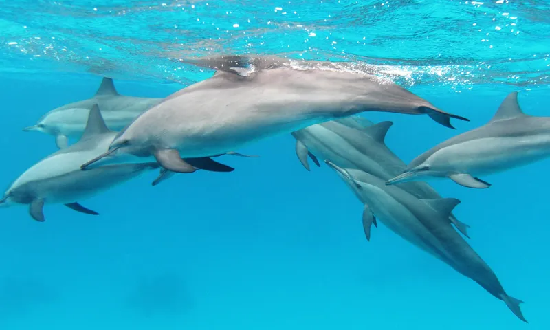 Pod of spinner dolphins in the clear blue Red Sea