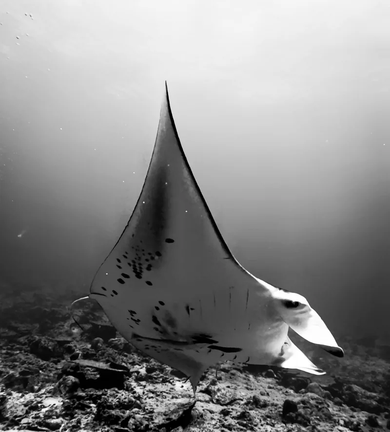 A reef manta ray gliding over a Maldives reef, black and white