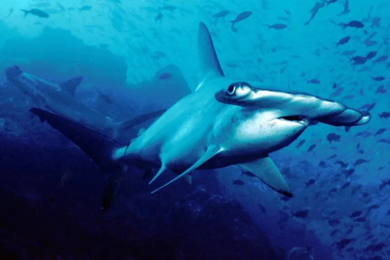 A school of scalloped hammerhead sharks in blue water