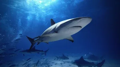 Sharks on a liveaboard dive site
