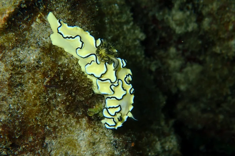 Nudibranch on a reef in Thailand for seasonal scuba diving guide