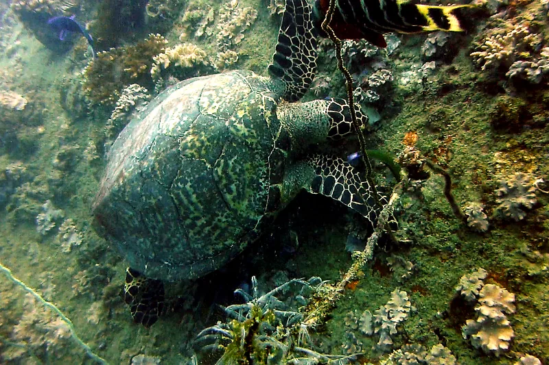 Hawksbill turtle during scuba diving in Koh Tao Thailand