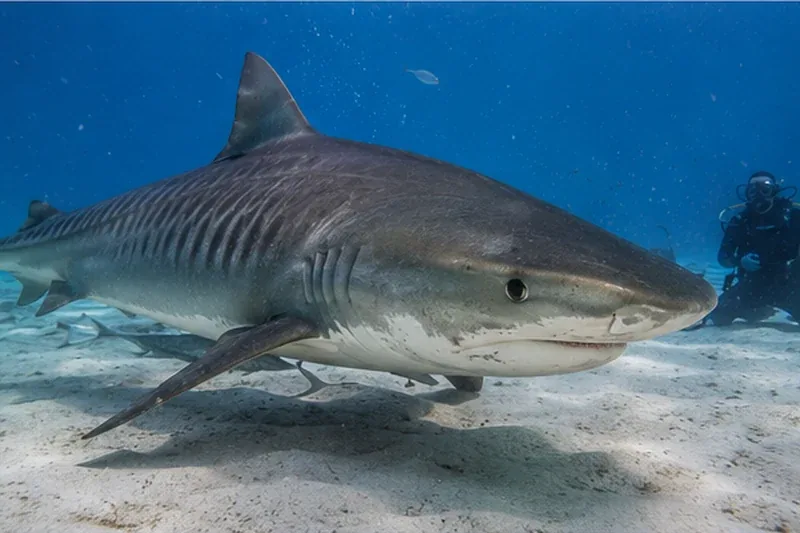 Tiger shark at Tiger Beach Bahamas swimming over white sand