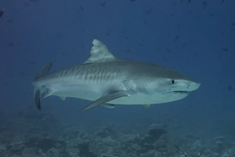 Tiger shark swimming underwater during advanced shark diving