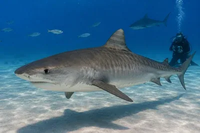 Where to dive with tiger sharks – best destinations and responsible shark diving guide