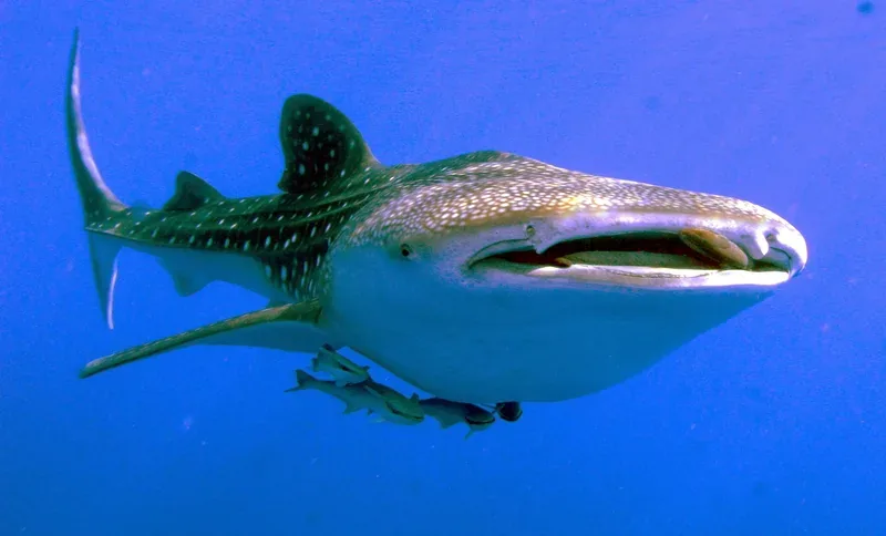 Whale shark swimming towards the camera with its wide filter-feeding mouth