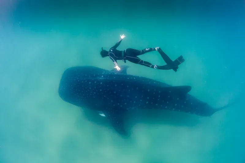 Whale shark swimming below a freediver during a shark encounter
