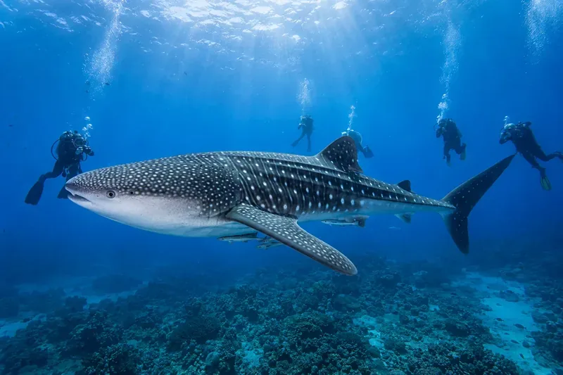 Whale shark swimming above scuba divers during a liveaboard dive