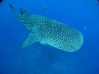 Whale sharks in the Maldives – South Ari Atoll season and dive guide