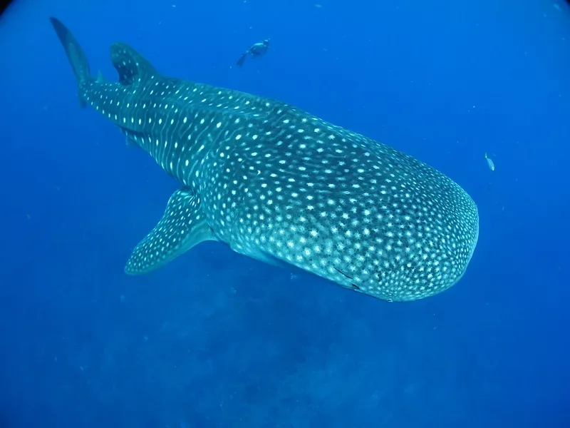 Whale shark swimming in clear blue water in the Maldives